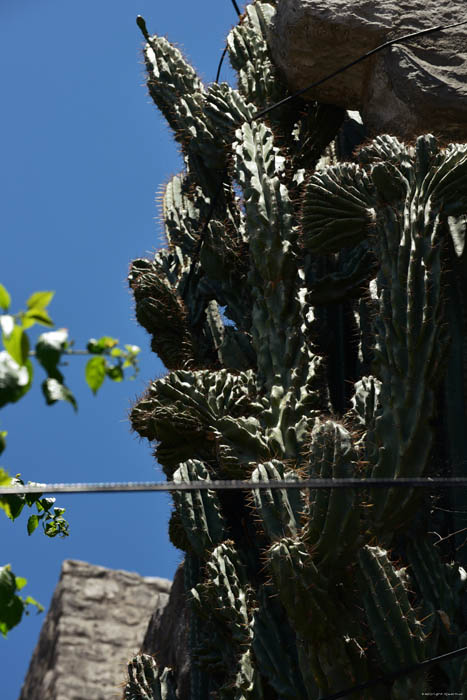 Giant Cactus in front of Ina Appartment Ston / CROATIA 