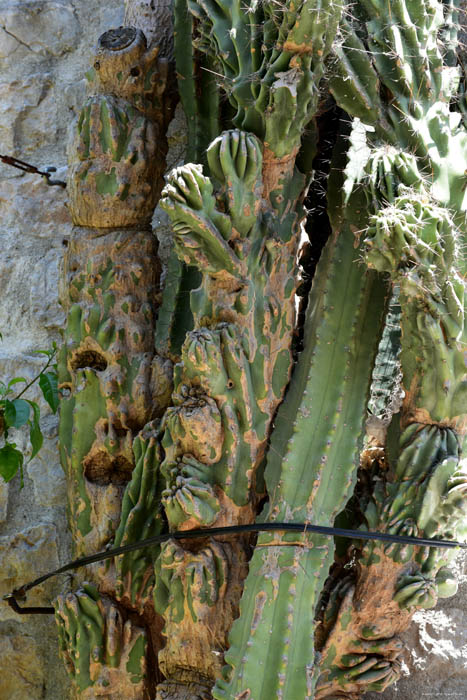 Giant Cactus in front of Ina Appartment Ston / CROATIA 