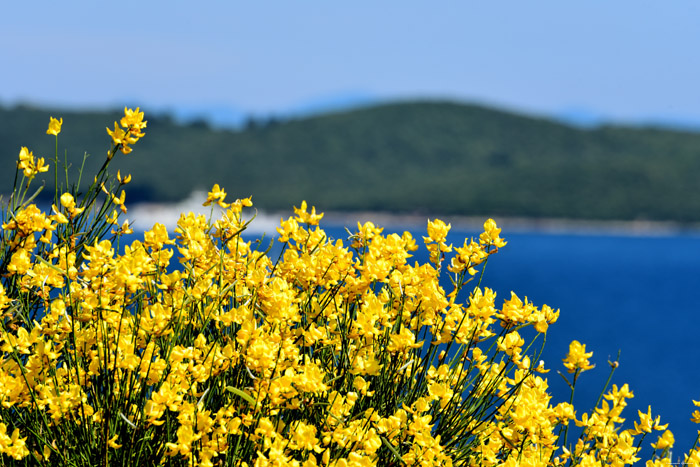 Vue sur mer Orbic / CROATIE 