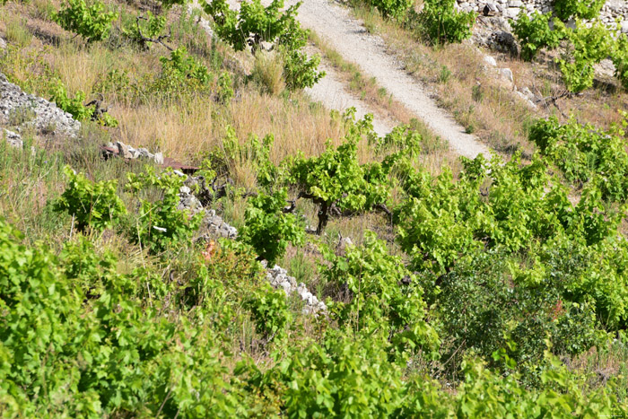 Wineyard Pijavicino in DubrovnikNeretva / CROATIA 