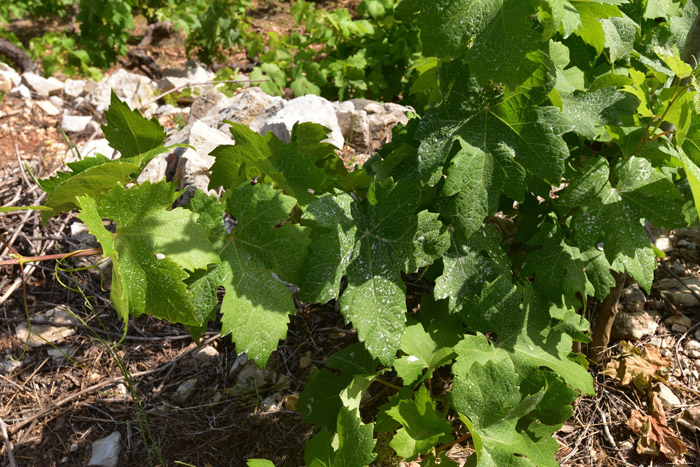 Wineyard Pijavicino in DubrovnikNeretva / CROATIA 