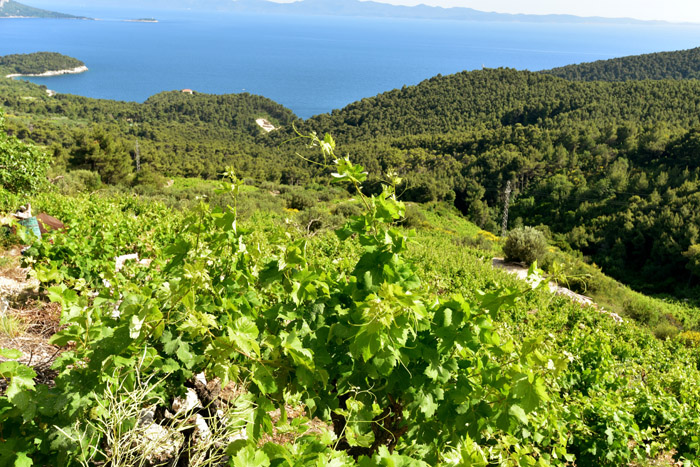 Wineyard Pijavicino in DubrovnikNeretva / CROATIA 