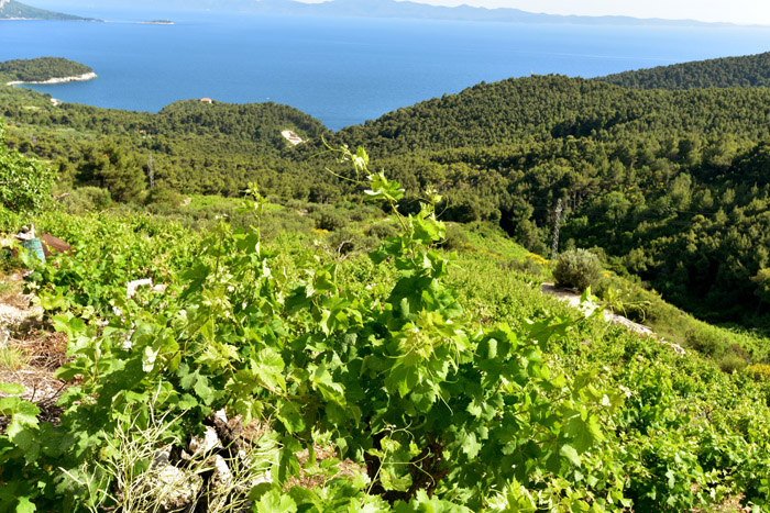 Vignoble Pijavicino / CROATIE 