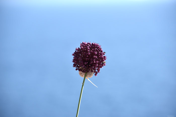 Flower Zuljana in Ston / CROATIA 