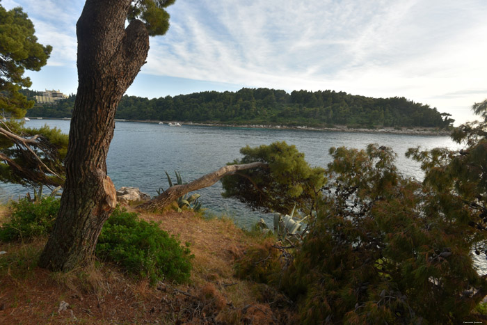 Arbres Cavtat / CROATIE 