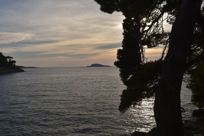 Trees Cavtat / CROATIA 