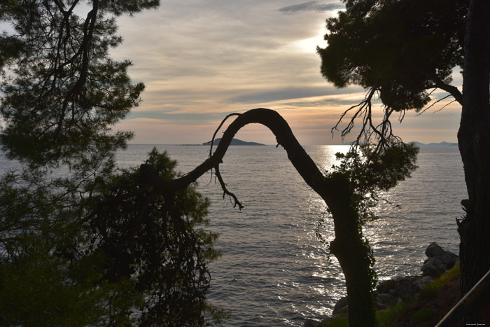 Trees Cavtat / CROATIA 