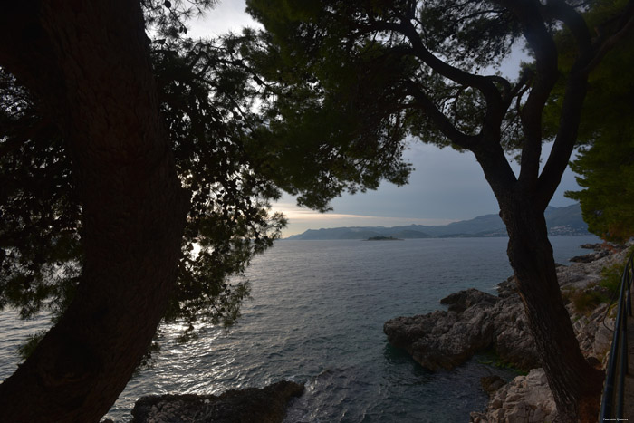 Arbres Cavtat / CROATIE 