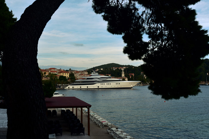 Arbres Cavtat / CROATIE 