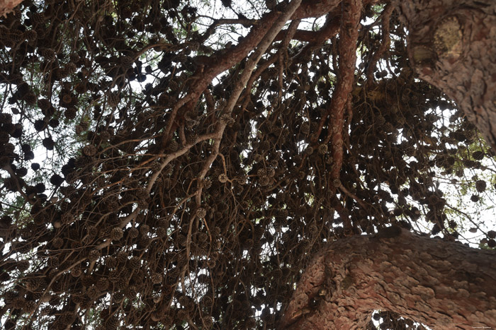 Trees Cavtat / CROATIA 