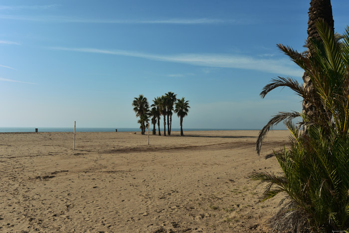 Beach with Palm Trees Coma-Ruga / Spain 
