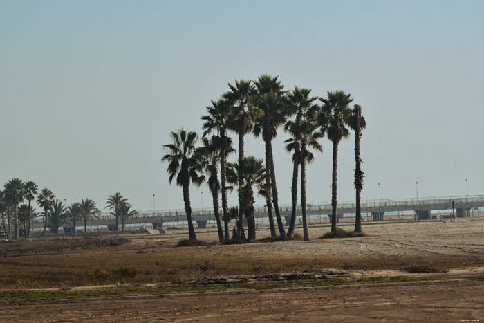 Beach with Palm Trees Coma-Ruga / Spain 