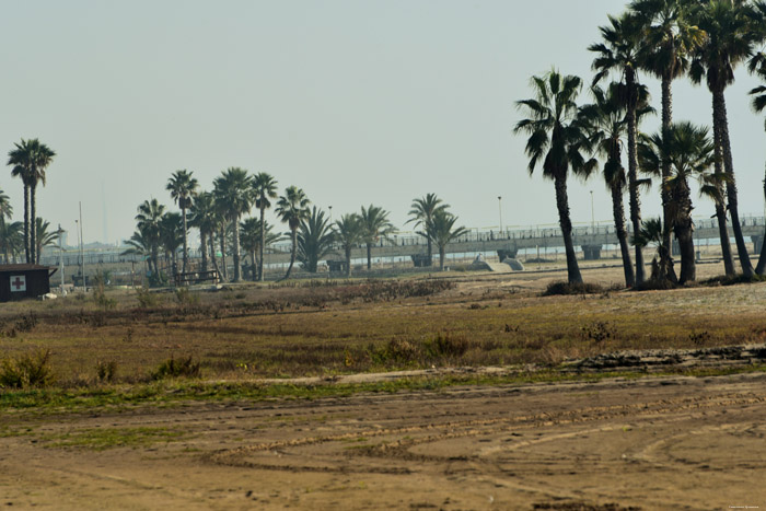 Beach with Palm Trees Coma-Ruga / Spain 