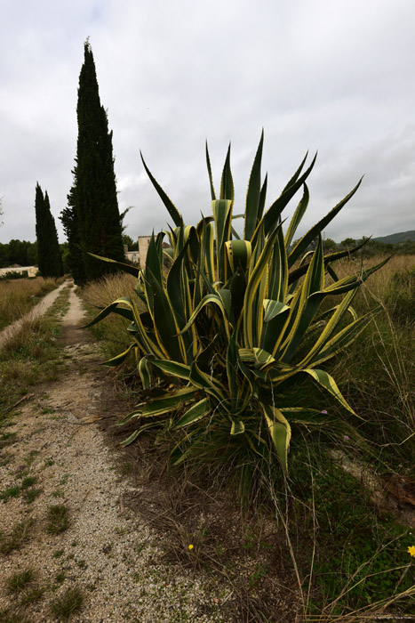 Plant Francs  in Roda de Ber / Spanje 