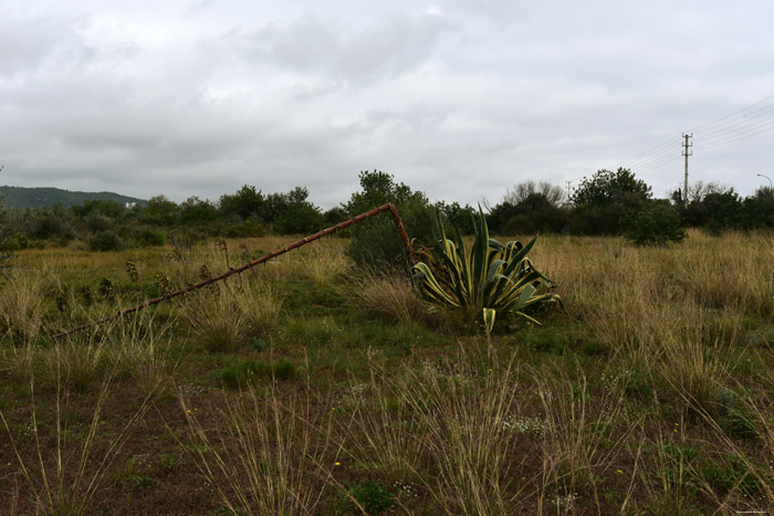 Plant Francs  in Roda de Ber / Spanje 