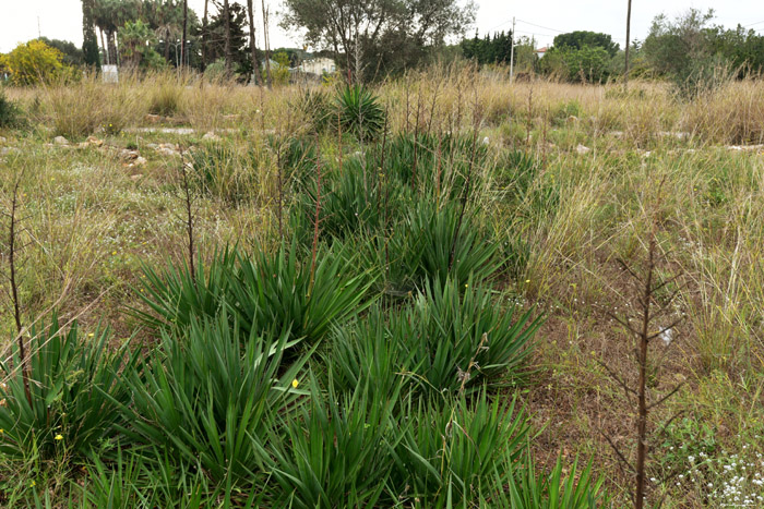 Plant Francs  in Roda de Ber / Spanje 