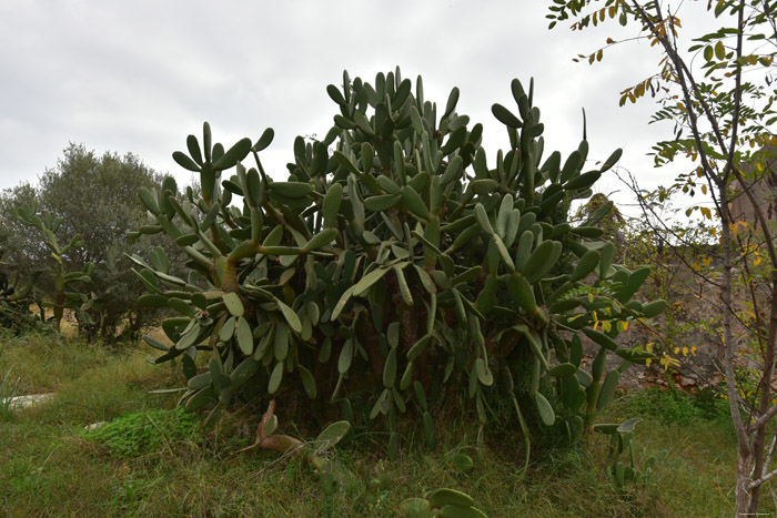 Cactus Francs  in Roda de Ber / Spanje 