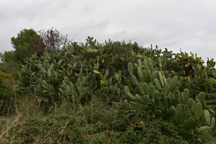 Cactus Francs in Roda de Ber / Spain 