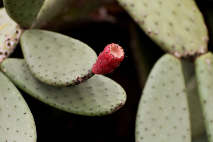 Cactus Francs  Roda de Ber / Espagne 