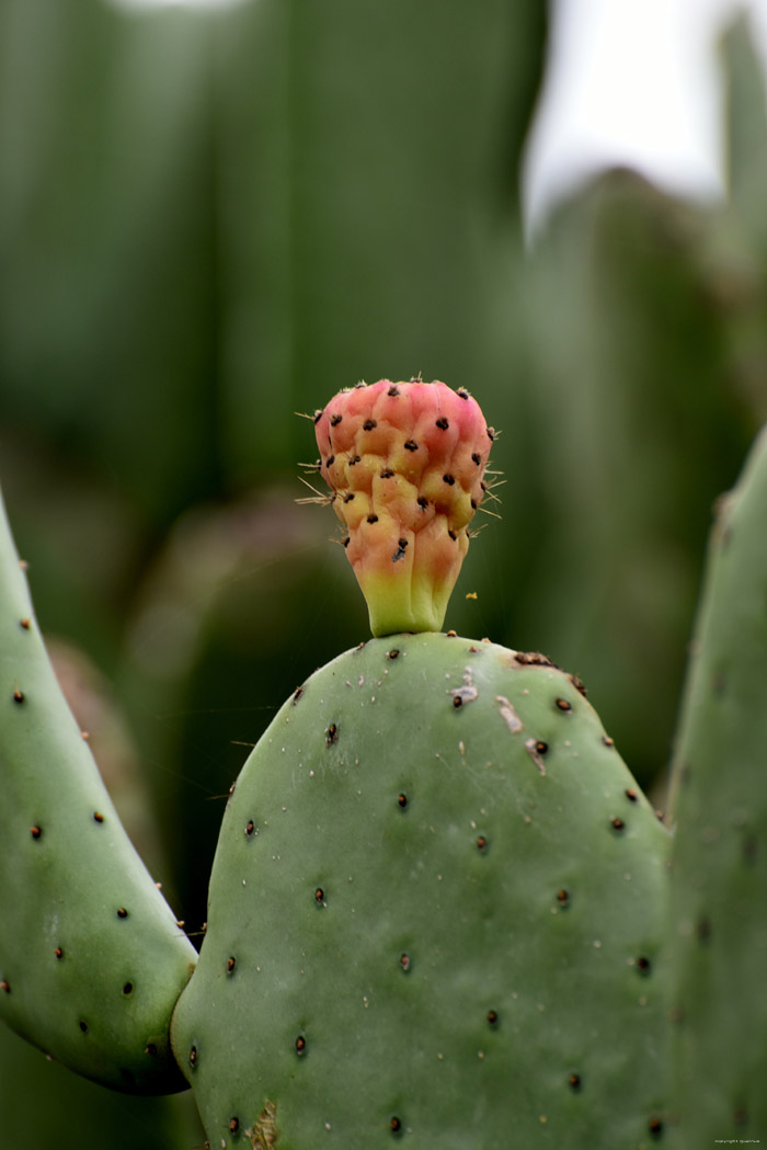 Cactus Francs  in Roda de Ber / Spanje 