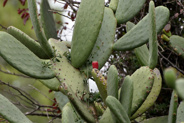 Cactus Francs  in Roda de Ber / Spanje 