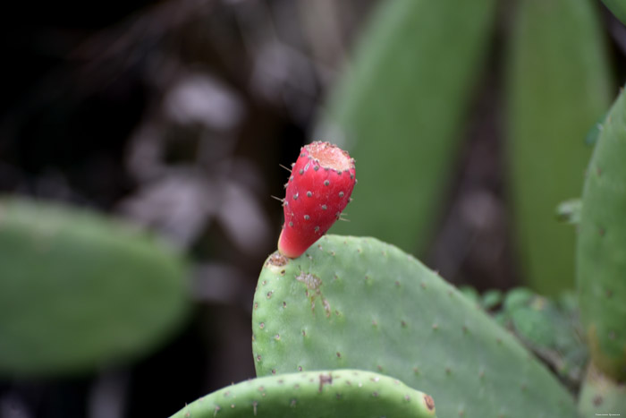 Cactus Francs in Roda de Ber / Spain 