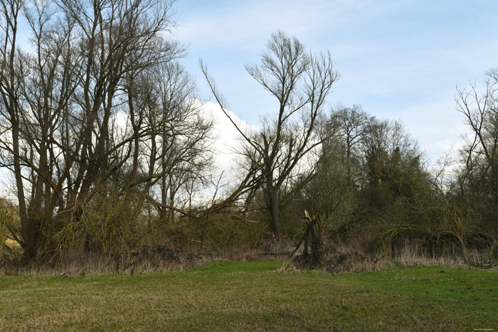 Swamp of Jette - Ganshoren and Molenbeek JETTE / BELGIUM 