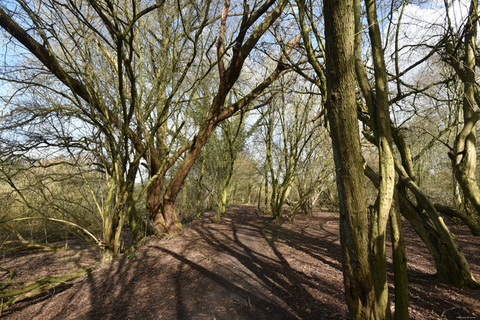 Swamp of Jette - Ganshoren and Molenbeek JETTE / BELGIUM 