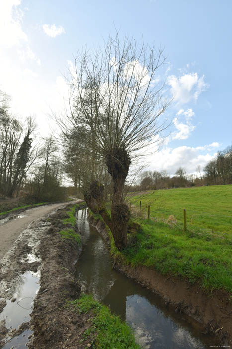 Pollard willows on Molenbeek JETTE picture 