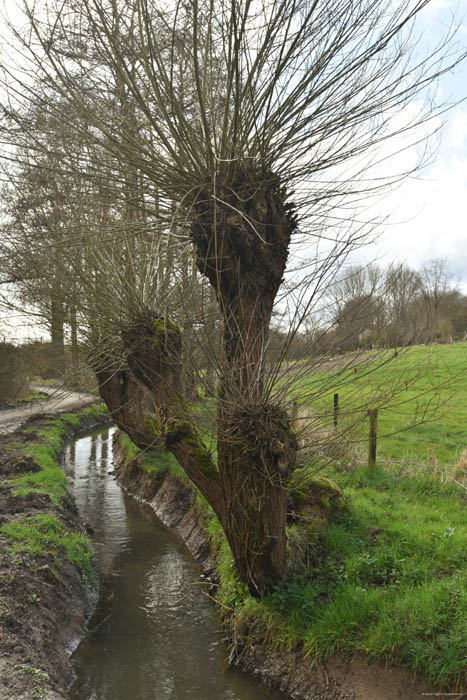 Pollard willows on Molenbeek JETTE picture 