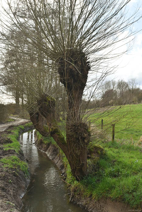 Pollard willows on Molenbeek JETTE / BELGIUM 