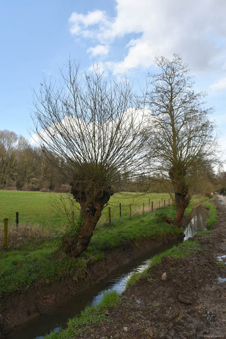 Pollard willows on Molenbeek JETTE / BELGIUM 