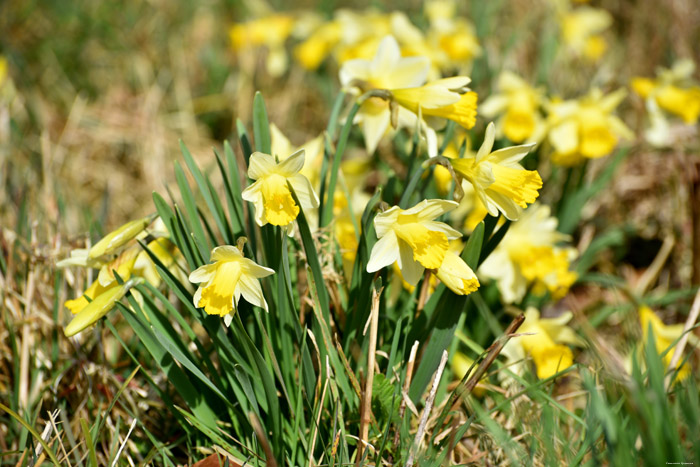 Forest full of Daffodil VODELE in DOISCHE / BELGIUM 