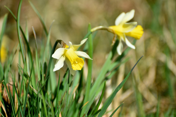 Forest full of Daffodil VODELE in DOISCHE / BELGIUM 