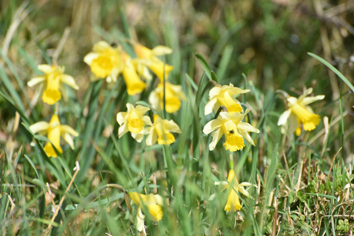 Bos vol Paasbloemen VODELE in DOISCHE / BELGI 