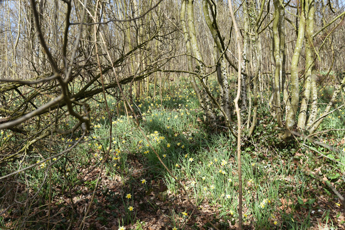 Bos vol Paasbloemen VODELE in DOISCHE / BELGI 