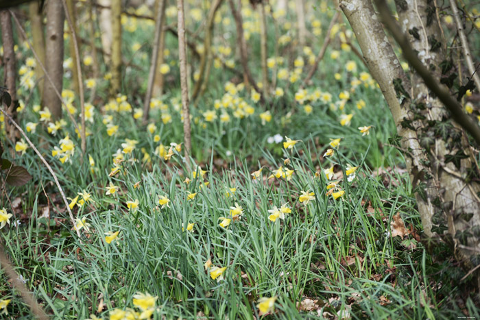 Forest full of Daffodil VODELÉE / DOISCHE picture 