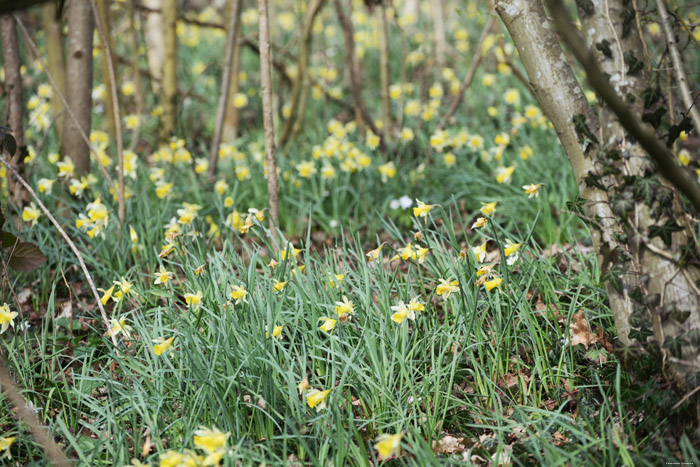 Bos vol Paasbloemen VODELE in DOISCHE / BELGI 