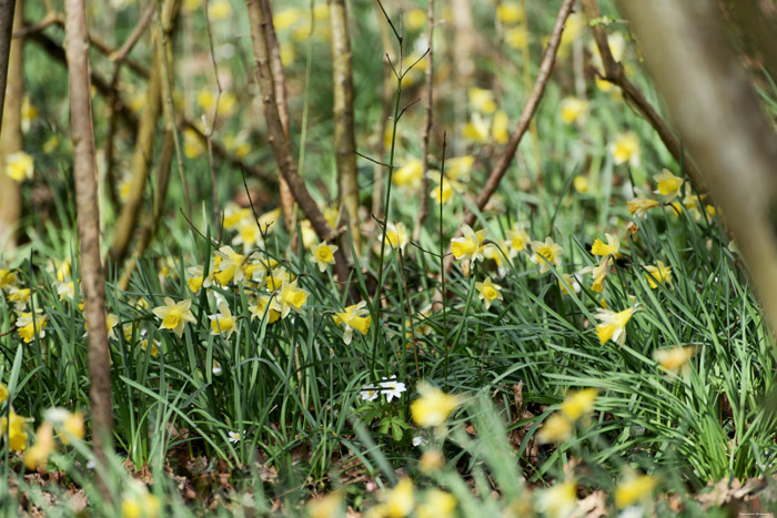 Forest full of Daffodil VODELE in DOISCHE / BELGIUM 