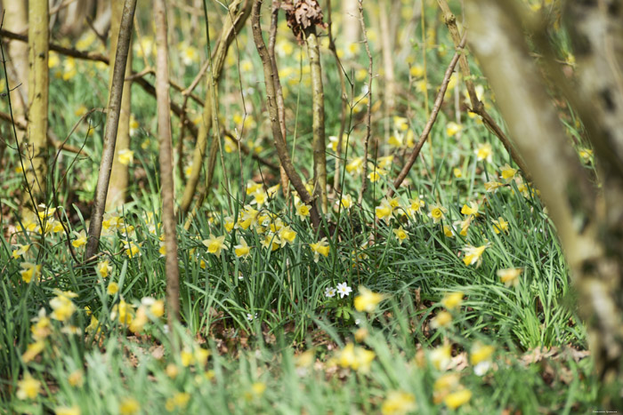 Forest full of Daffodil VODELE in DOISCHE / BELGIUM 