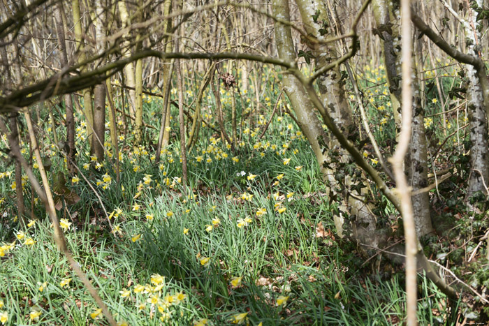 Bos vol Paasbloemen VODELE in DOISCHE / BELGI 