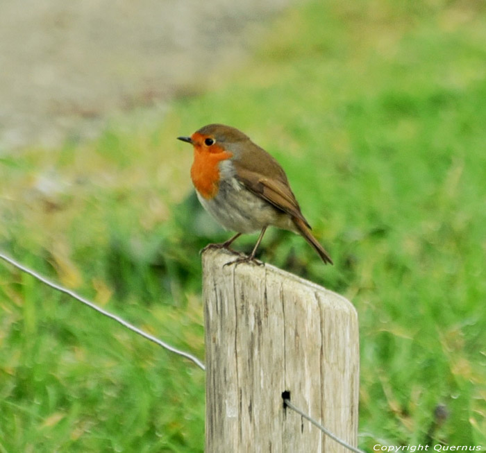 Robin La Broustire / FRANCE 