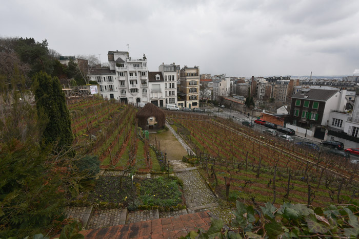 Wijngaard van Montmartre Parijs in Paris / FRANKRIJK 