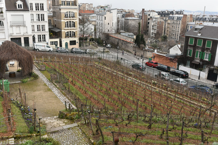 Wijngaard van Montmartre Parijs in Paris / FRANKRIJK 