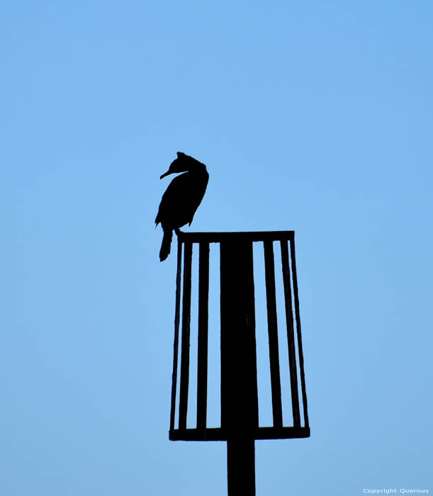 Pole with Bird Sandgate / United Kingdom 
