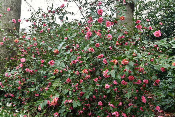 Bloemen Leeds / Engeland 