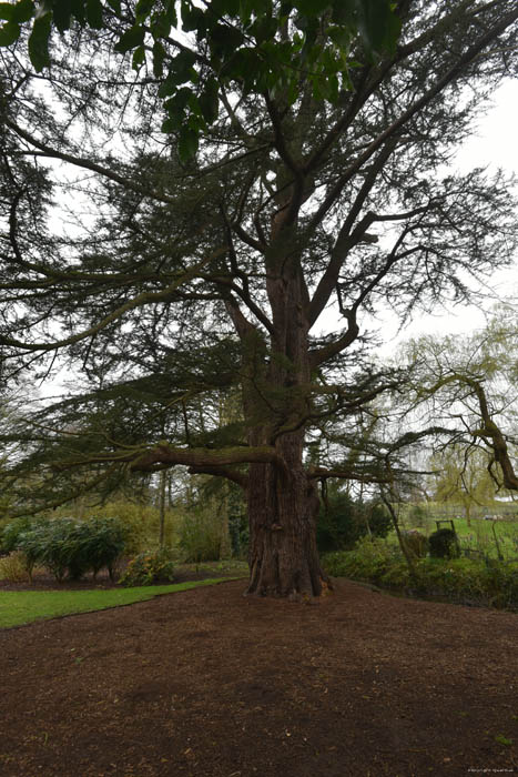 Cedrus Libani Leeds / United Kingdom 