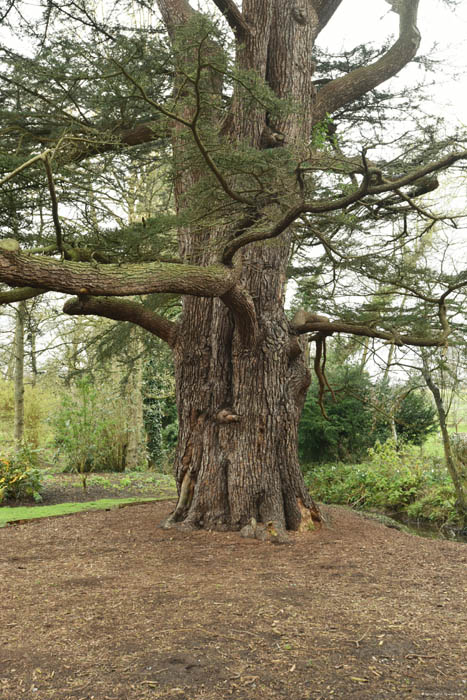 Cedrus Libani Leeds / United Kingdom 