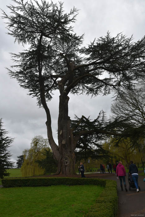 Cedrus Libani Leeds / United Kingdom 