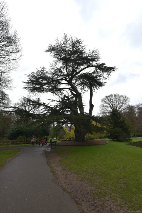 Cedrus Libani Leeds / United Kingdom 